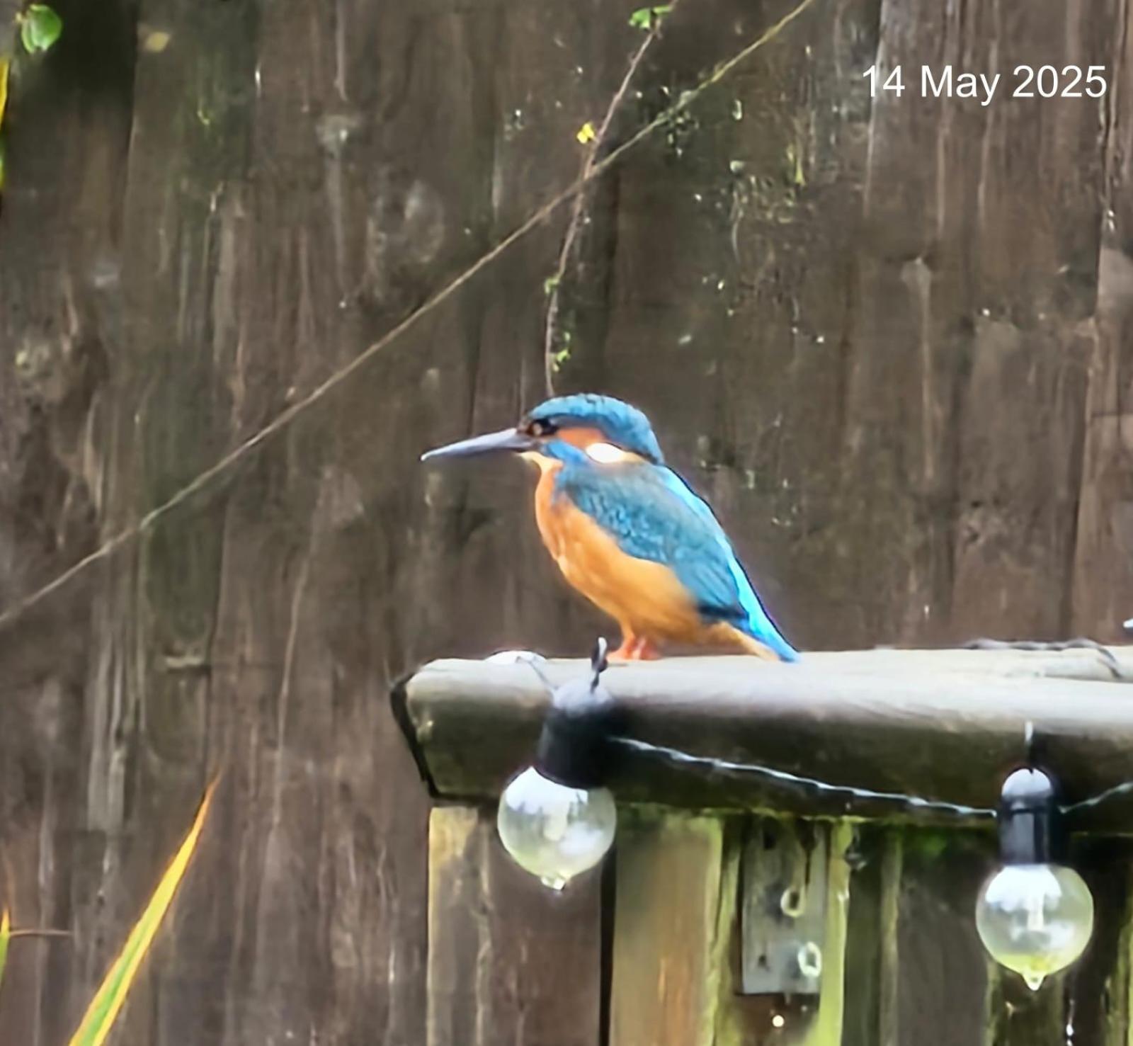 Woodies Peasmarsh Bagian luar foto